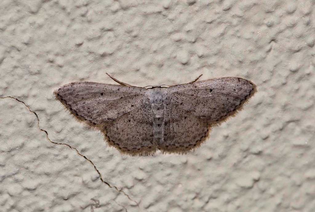 Idaea seriata??